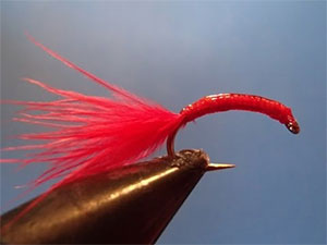 Bloodworm - Fly of the Month - Hastings Fly Fishers