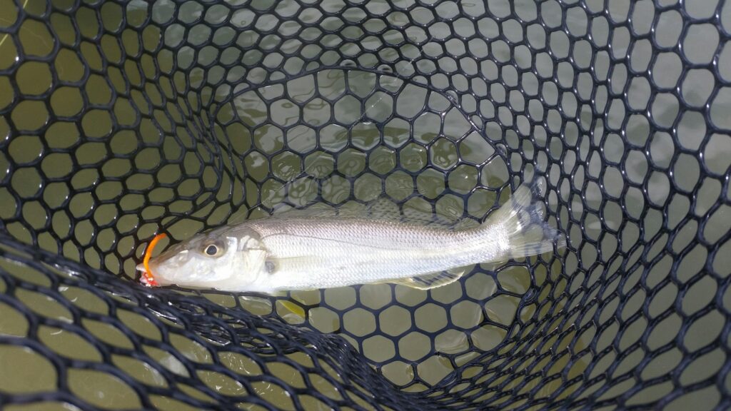 Whiting caught on winky dink Flathead fly