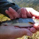 Our Fish of the month - A little Brook Trout from Three Mile Dam