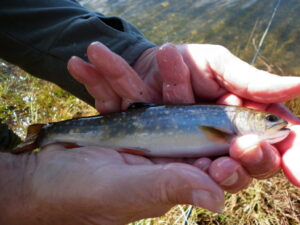 Our Fish of the month - A little Brook Trout from Three Mile Dam
