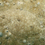 Large tooth flounder