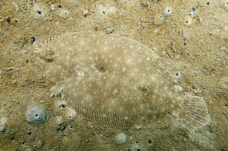 Flounder