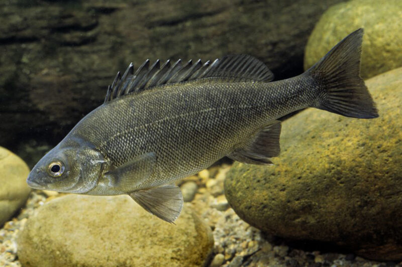 Silver Perch