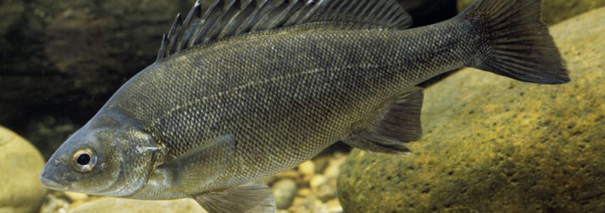 Silver Perch