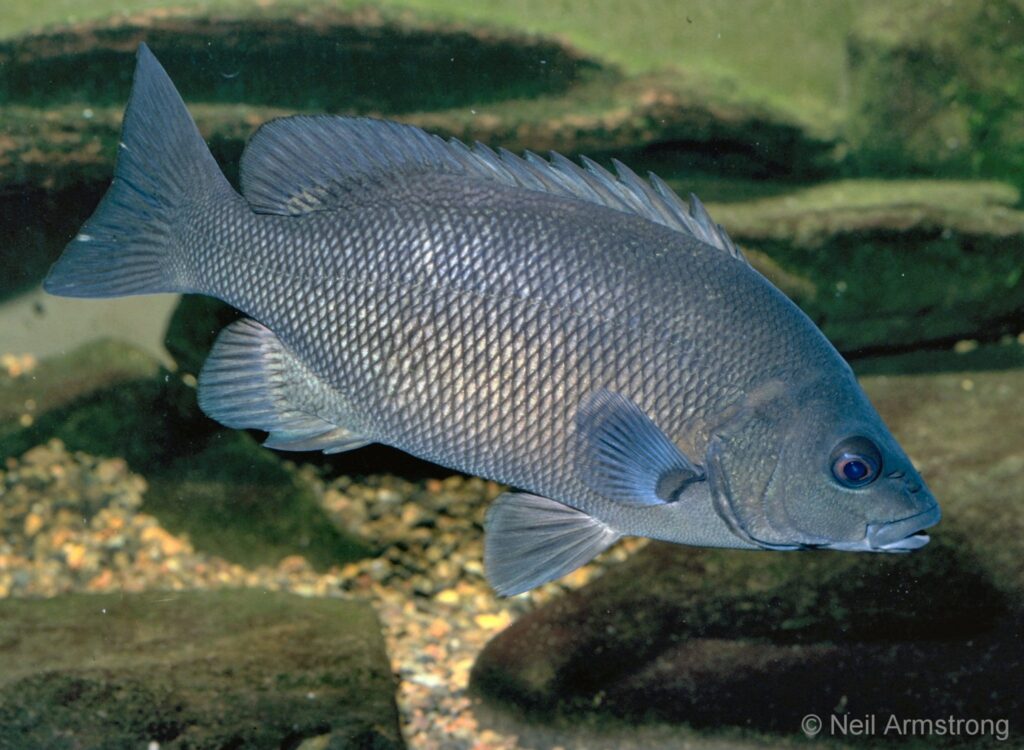 Hephaestus-fuliginosus