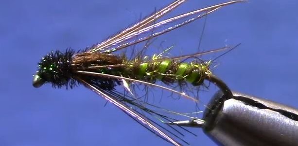 Soft Hackle Caddis Pupa