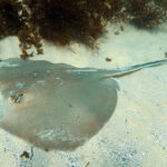 Estuary stingray