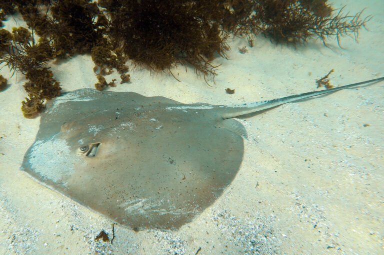 Estuary stingray