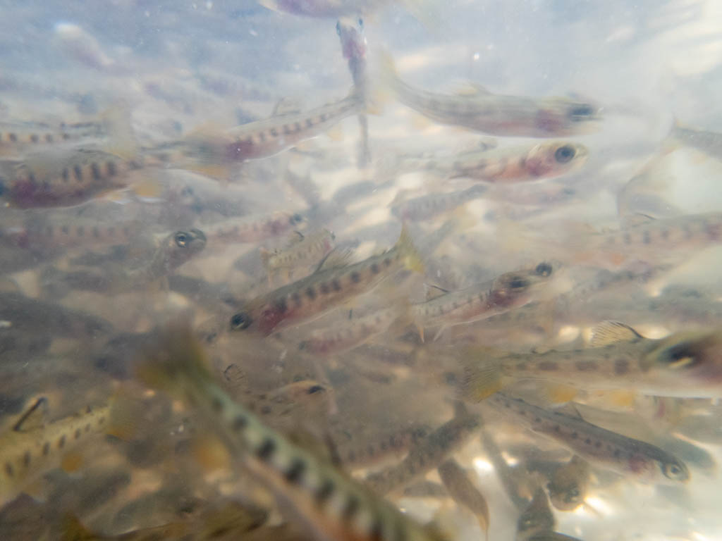 Recently released trout fingerling