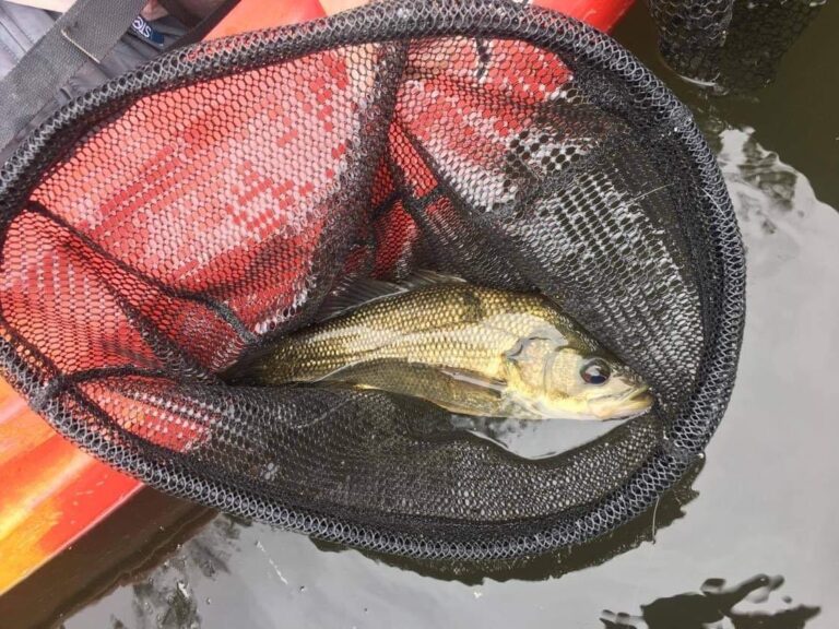 Ron's bass, caught at an exploratory trip to Shute Hill