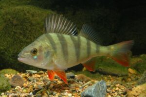 Redfin perch