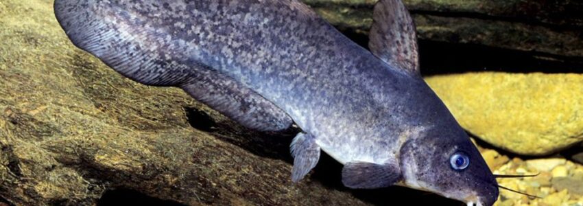 Eel-Tailed Catfish