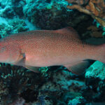 Common coral trout