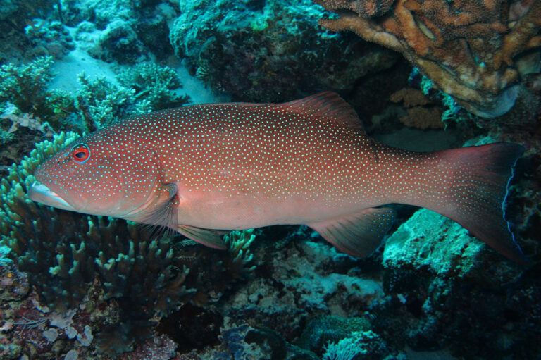Common coral trout