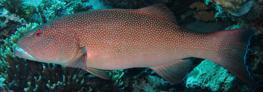 Common Coral Trout