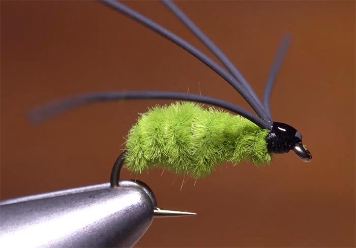 Bully Bluegill Spider - The Fly Box The Fly Box Hastings Fly Fishers