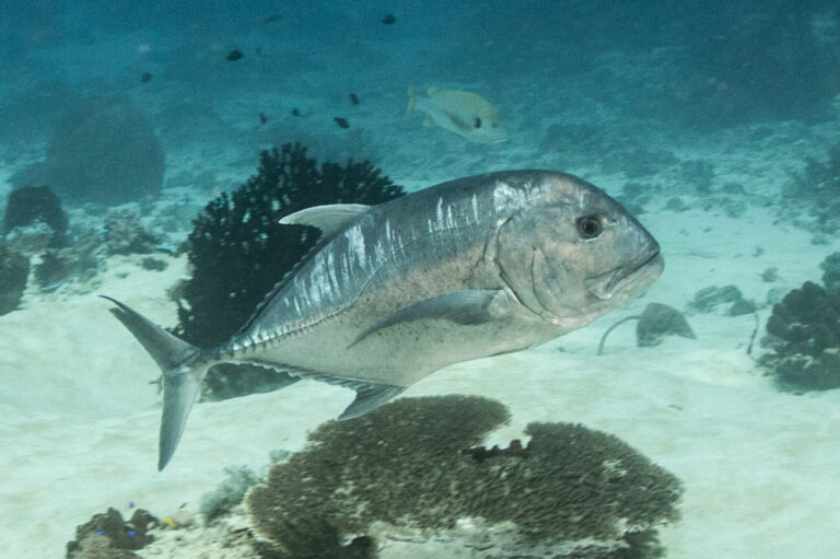 giant trevally