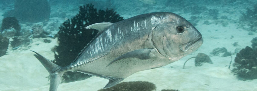 Giant Trevally