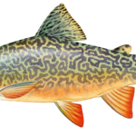 Tiger trout