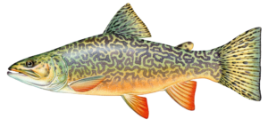 Tiger trout