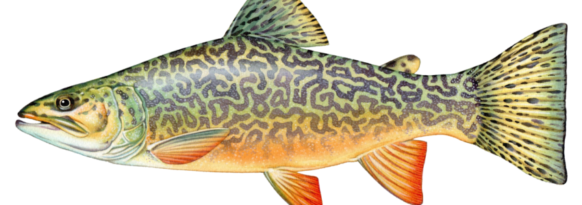 Tiger Trout