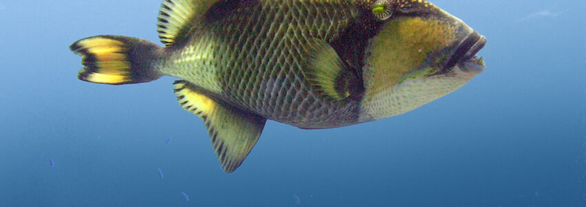 Titan Triggerfish