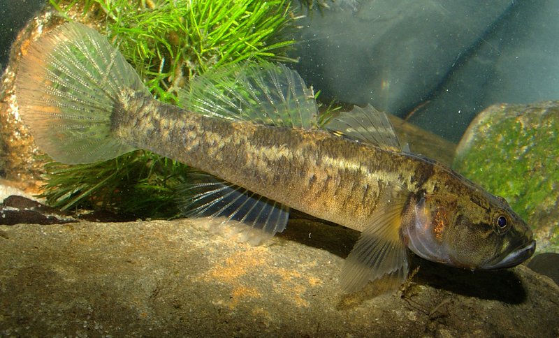 Flathead gudgeon