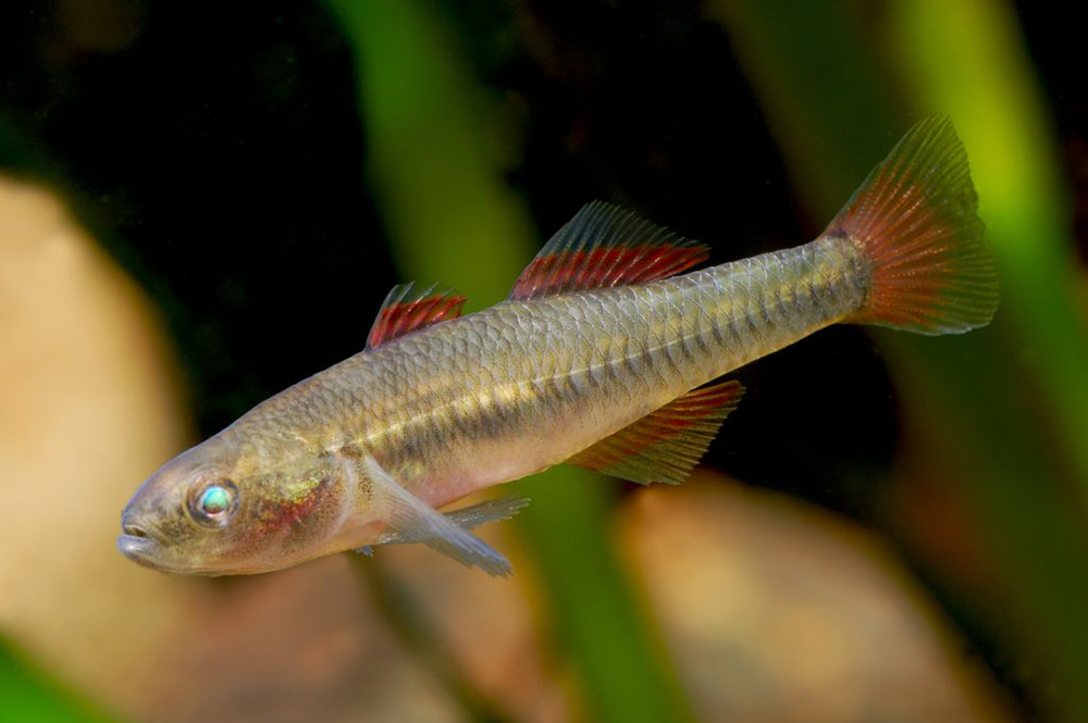 Western carp gudgeon (male)