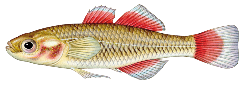 Australian Native Gudgeon