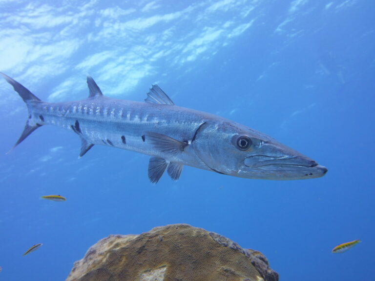 Great barracuda
