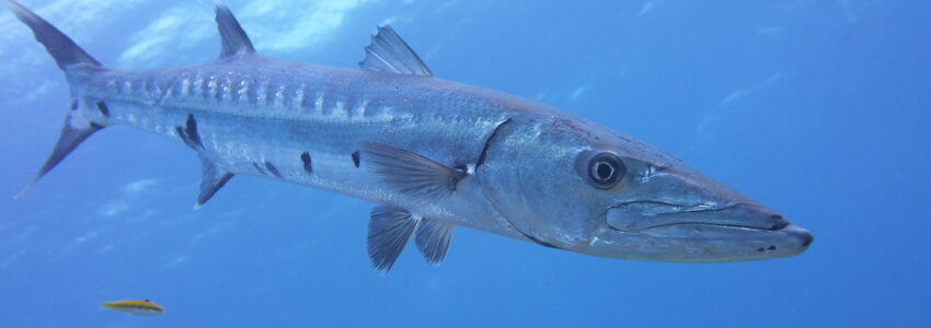 Great Barracuda