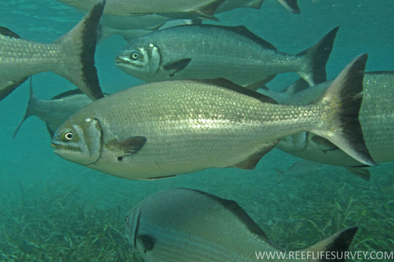 Silver Drummer - Conosci il tuo pesceSilver Drummer - Conosci il tuo pesce  