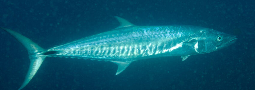 Narrow-barred Spanish Mackerel