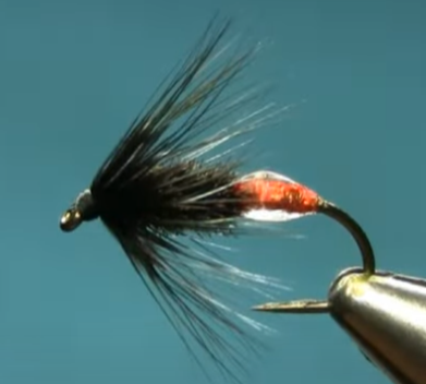 Black and Peacock Spider Variation