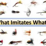 Dave Wilson's "What Imitates What?"