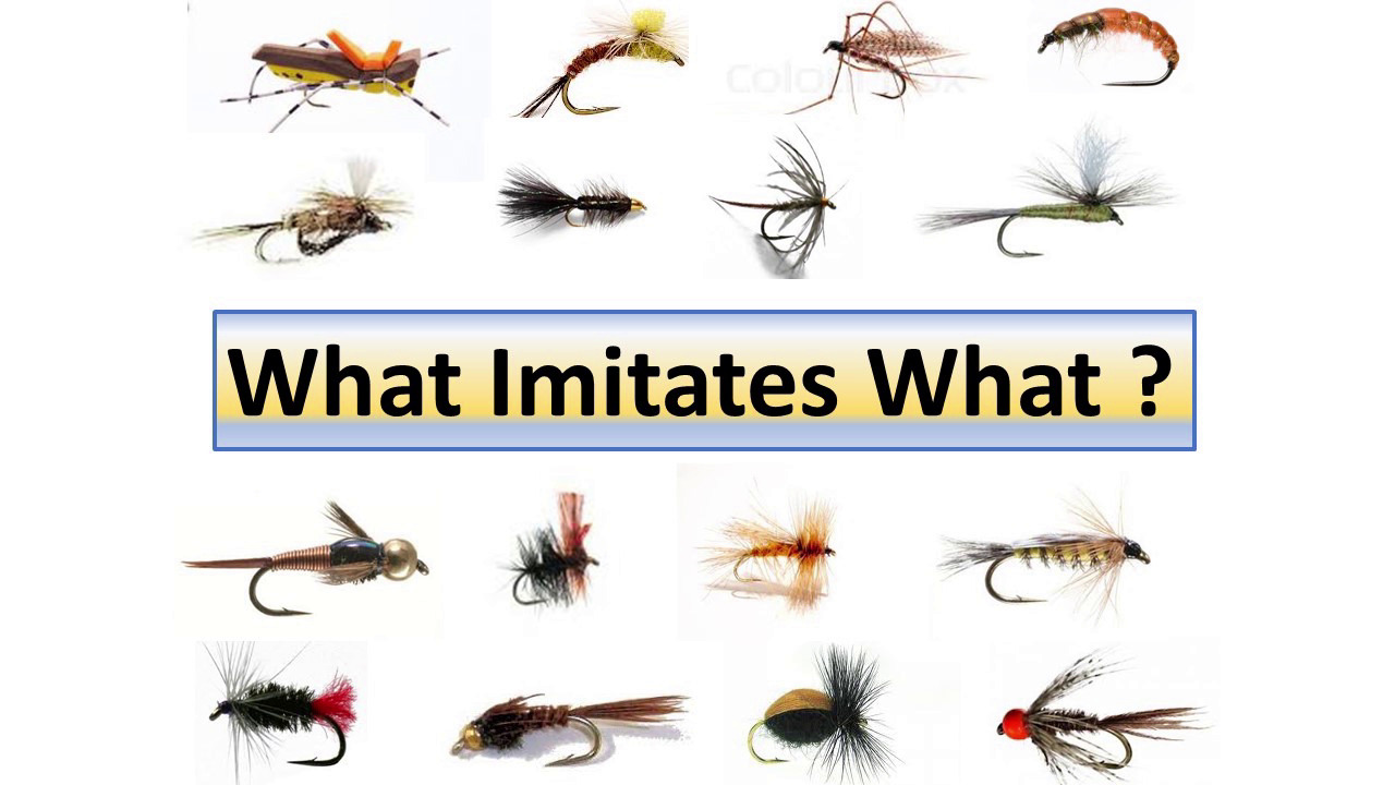 Dave Wilson's "What Imitates What?"