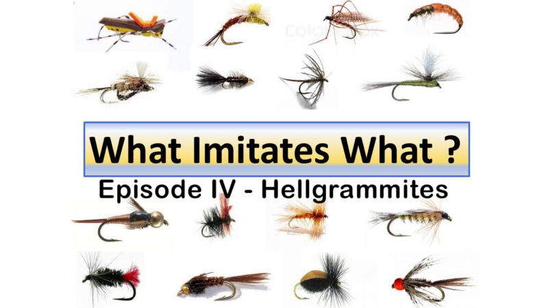 What Imitates What Episode 4: Hellgrammites