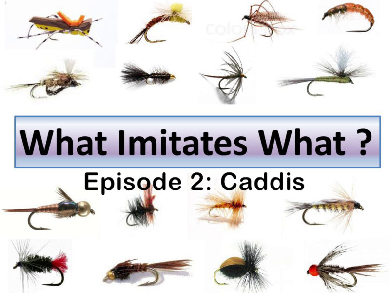 What Imitates What – Episode 2: Caddis