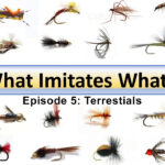 Dave Wilson's "What Imitates What" episode 5: Terrestrials