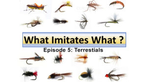Dave Wilson's "What Imitates What" episode 5: Terrestrials