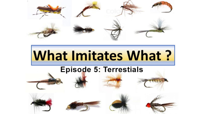 What Imitates What Episode 5: Terrestrials