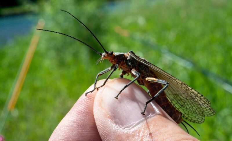 The Life and Times of the Stonefly