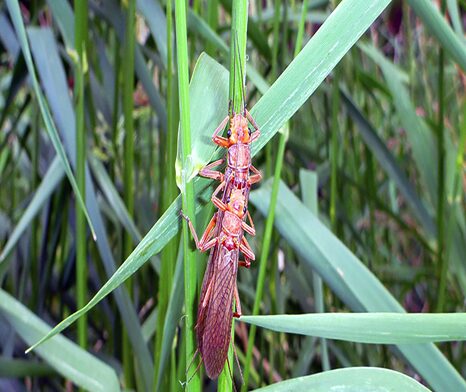 Stoneflies mating