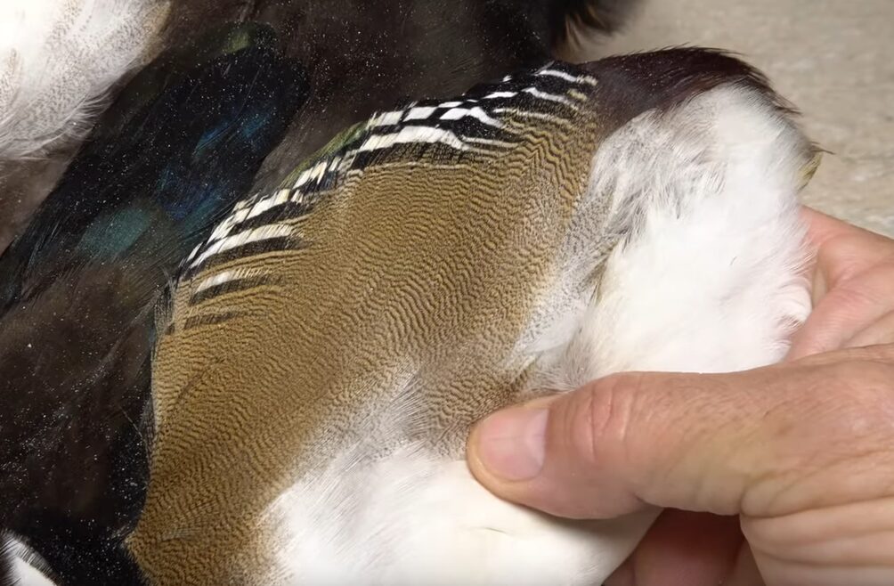 Wood duck feathers