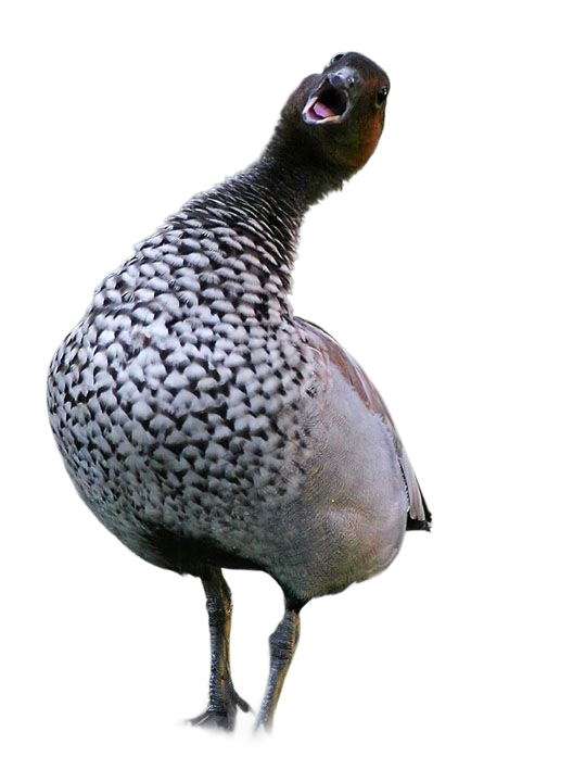 Australian Wood Duck