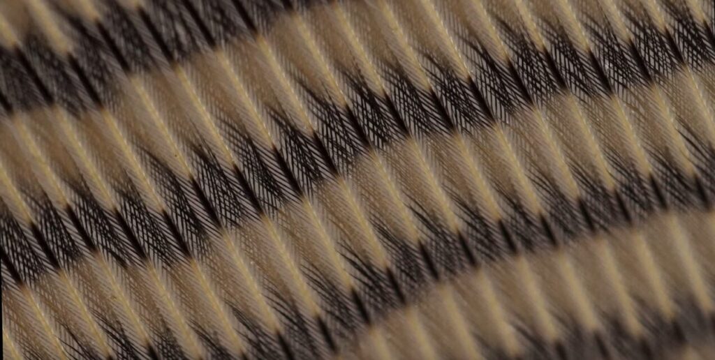 wood duck feathers close up