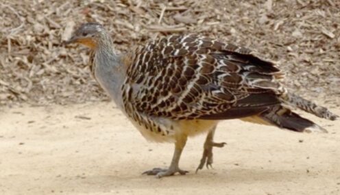 Malleefowl