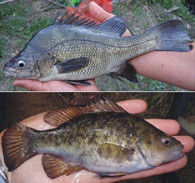 Western vs coastal form - Macquarie Perch