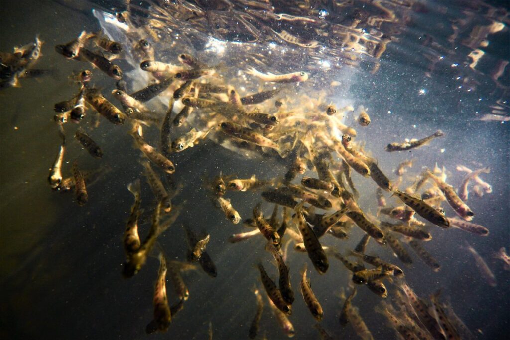 Rainbow trout fingerlings