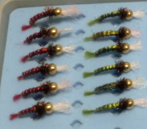 Red and Green Back Pheasan